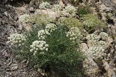 Laserpitium gallicum