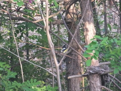 Ficedula zanthopygia