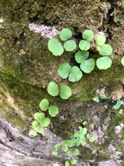 Adiantum capillus-junonis