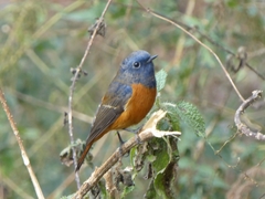 Phoenicurus frontalis