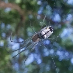 Leucauge volupis