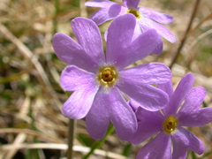 Primula halleri