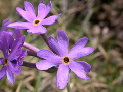 Primula halleri