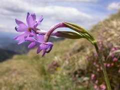 Primula halleri