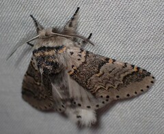 Furcula occidentalis