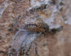 Segestria senoculata