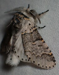 Furcula occidentalis