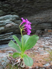 Primula latifolia