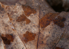 Aceria pseudoplatani