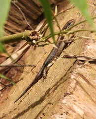 Trachylepis