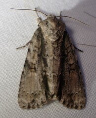 Acronicta connecta