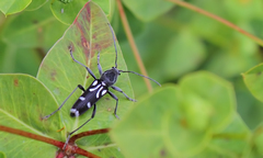 Chlorophorus nivipictus