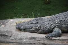 Crocodylia