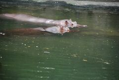 Hippopotamidae