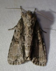 Acronicta connecta