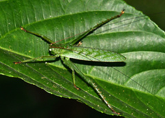 Aemasia viridis