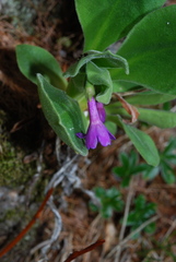 Primula latifolia