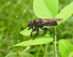Laphria lata