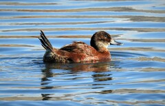 Oxyura ferruginea