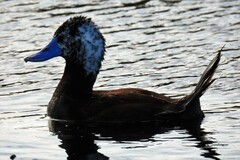 Oxyura ferruginea