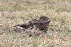 Chordeiles nacunda