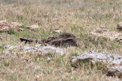 Chordeiles nacunda