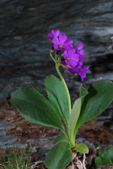Primula latifolia