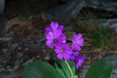 Primula latifolia