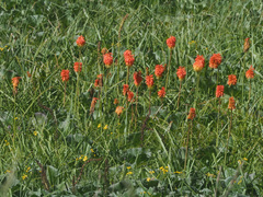 Kniphofia caulescens