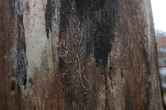 Taphrorychus bicolor