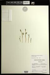 Botrychium simplex