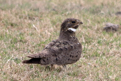 Chordeiles nacunda