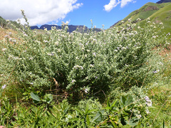 Lotononis sericophylla