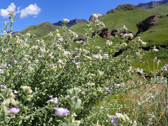 Lotononis sericophylla