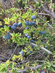 Berberis microphylla