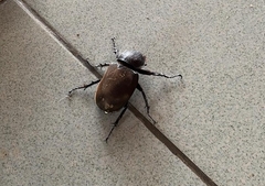 Chalcosoma