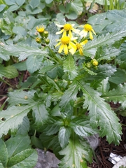 Senecio