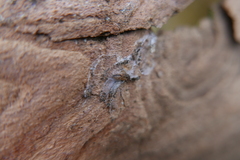 Segestria senoculata
