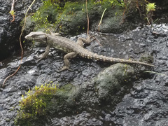 Pseudocordylus subviridis
