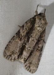 Acronicta connecta