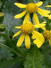 Senecio