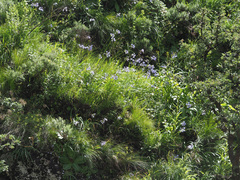 Agapanthus campanulatus