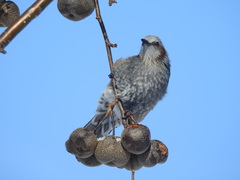 Hypsipetes amaurotis