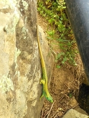 Darevskia chlorogaster