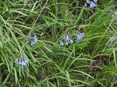 Agapanthus campanulatus