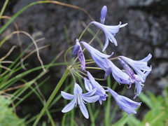Agapanthus campanulatus