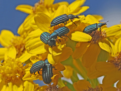 Melyris