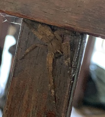 Phoneutria boliviensis