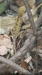 Calotes versicolor