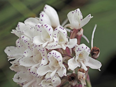 Disa cephalotes cephalotes